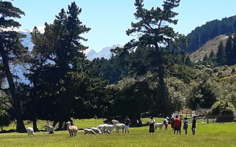 Things to do in Queenstown with Kids_Glenorchy Animal Experience