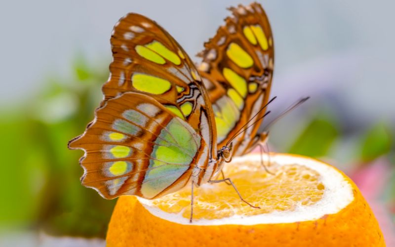 Things to Do in Dunedin With Kids_Butterfly House