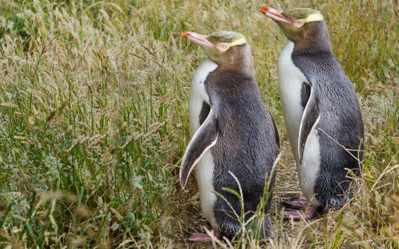 yellow-eyed Penguins