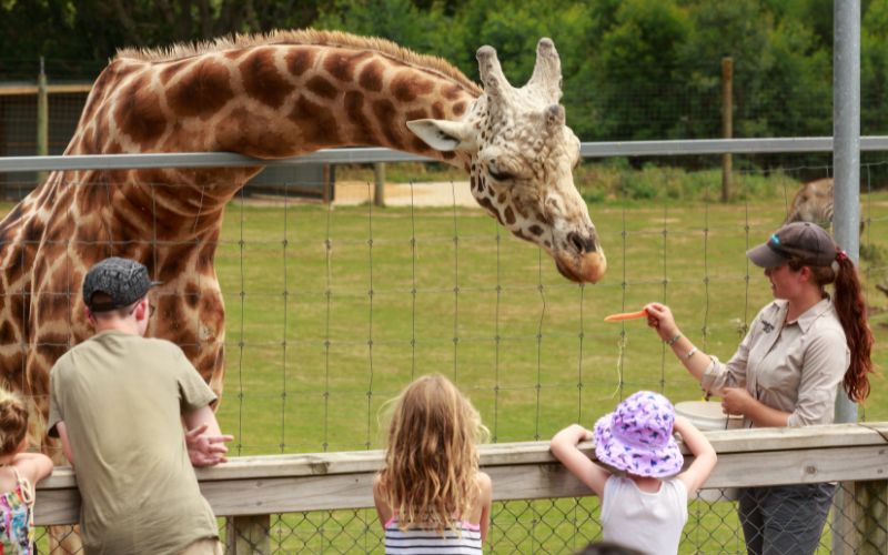 Things to Do in Hamilton With Kids_Hamilton Zoo